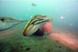 VIC trial reefs attract snapper